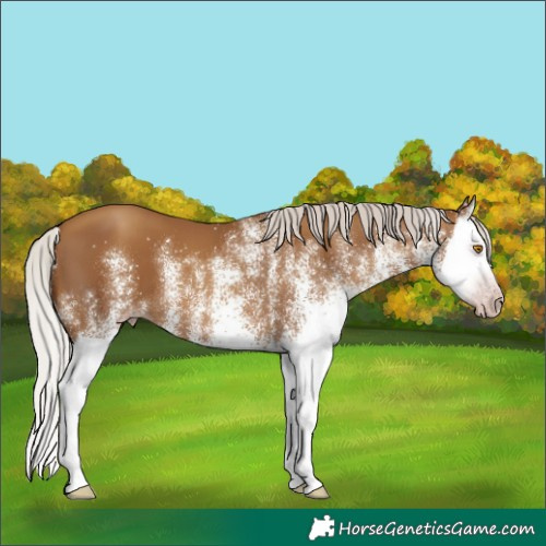 Horse Color:Gray White Spotted Silver Classic Champagne Splash 