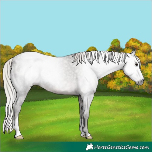 Horse Color:Gray Silver Black Varnish Rabicano