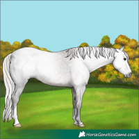 Horse Color:Gray Silver Black Varnish Rabicano