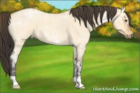 Horse Color:Buckskin Ice Roan Dun 