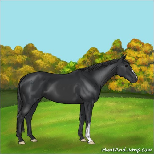 Horse Color:Black 
