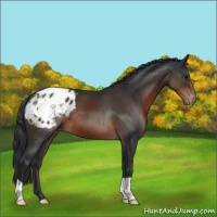 Horse Color:Brown Appaloosa