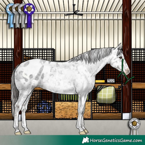 Horse Color:Liver Red Roan Appaloosa 