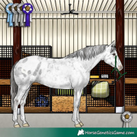 Horse Color:Liver Red Roan Appaloosa 