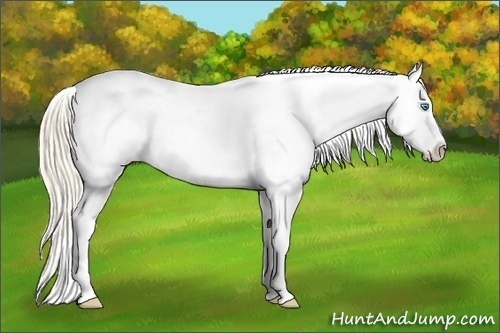 Horse Color:Perlino Appaloosa