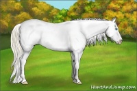 Horse Color:Perlino Appaloosa
