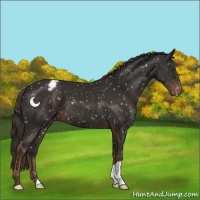 Horse Color:Liver Chestnut Appaloosa 