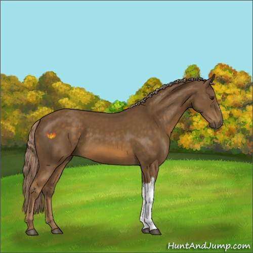 Horse Color:Chocolate Palomino 