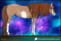 Horse Color:White Spotted Red Dun Rabicano 