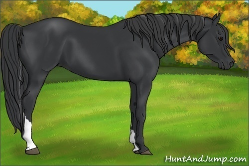 Horse Color:Black Tobiano 