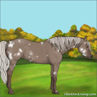 Horse Color:White Spotted Silver Grullo Rabicano