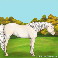 Horse Color:White Spotted Silver Buckskin Pearl Dun Rabicano 
