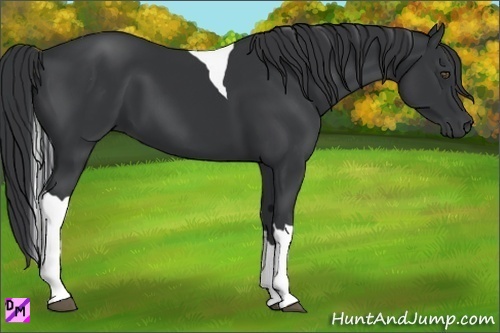 Horse Color:Black Tobiano 