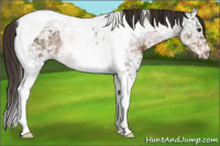 Horse Color:Liver Chestnut Ice Tobiano Rabicano 