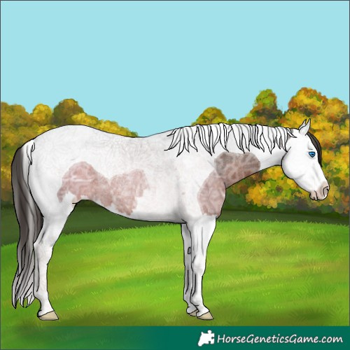 Horse Color:Liver Chestnut Ice Splash Tobiano Rabicano 