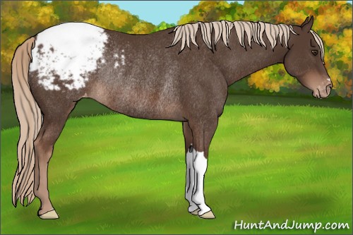 Horse Color:Liver Chestnut Appaloosa Rabicano 