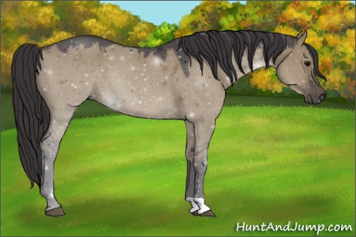 Horse Color:Smoky Grullo 