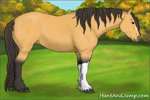 Horse Color:Buckskin 