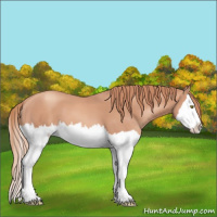Horse Color:Gold Champagne Splash