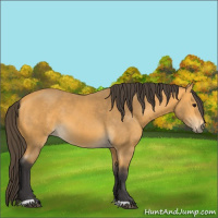 Horse Color:Buckskin