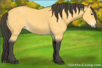 Horse Color:Buckskin 