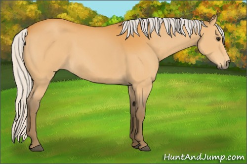 Horse Color:Silver Buckskin 