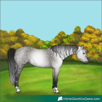 Horse Color:Gray Grullo 