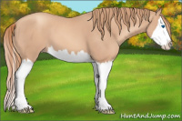 Horse Color:Gold Champagne Splash
