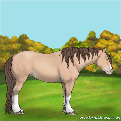 Horse Color:Amber Champagne Splash 