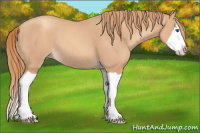 Horse Color:Gold Champagne Splash
