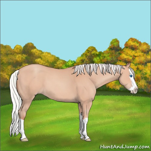 Horse Color:Silver Amber Champagne Splash 