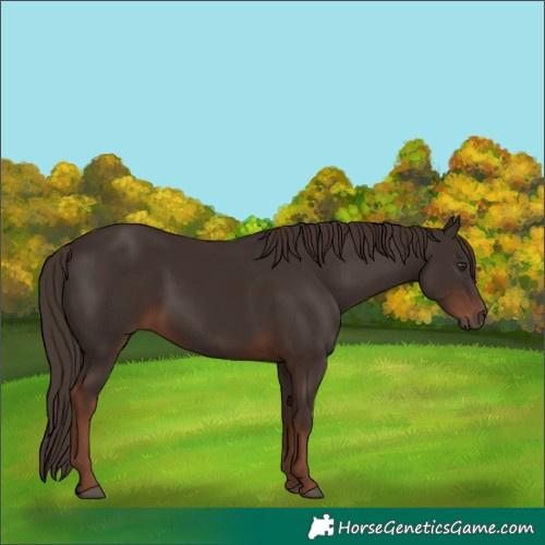 Horse Color:Liver Chestnut