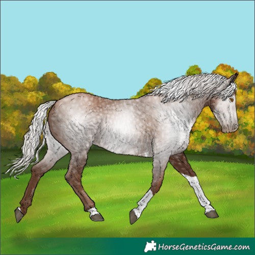 Horse Color:Gray Silver Black Pearl Tobiano