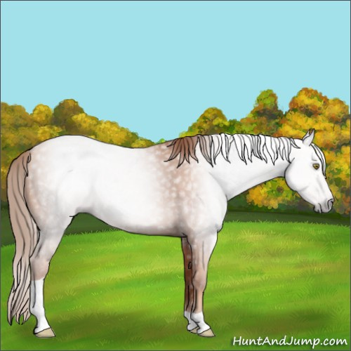 Horse Color:Gray Gold Champagne Tobiano 