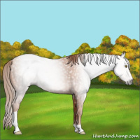 Horse Color:Gray Gold Champagne Tobiano