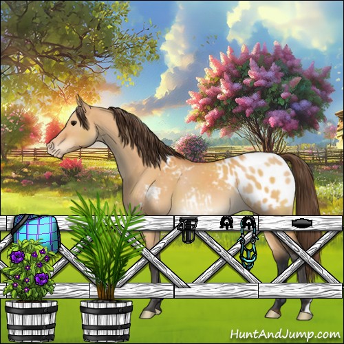 Horse Color:Bay Dun Appaloosa 