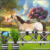 Horse Color:Bay Dun Appaloosa 