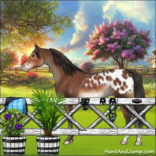 Horse Color:Bay Appaloosa 