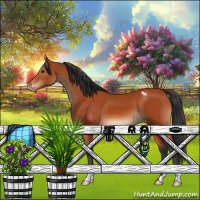 Horse Color:Bay Appaloosa 