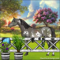 Horse Color:White Spotted Grullo Appaloosa 