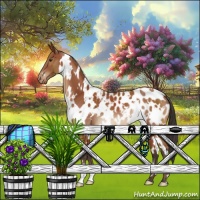 Horse Color:White Spotted Bay Appaloosa 