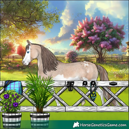 Horse Color:Bay Dun Splash Appaloosa 