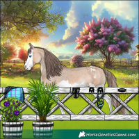 Horse Color:Bay Dun Splash Appaloosa 