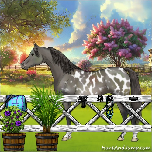 Horse Color:Grullo Appaloosa