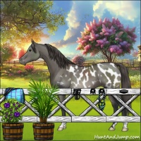 Horse Color:Grullo Appaloosa 