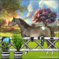 Horse Color:Smoky Black Appaloosa 