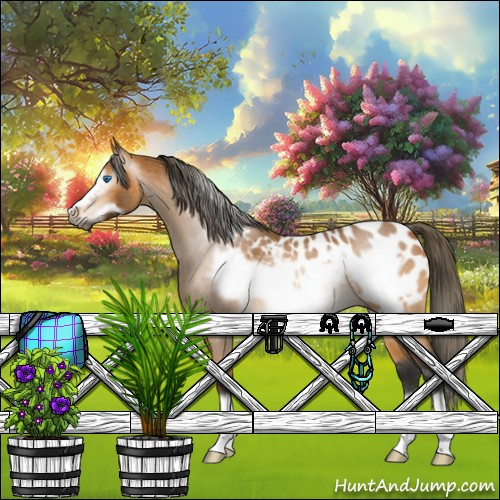 Horse Color:Gray Buckskin Roan Frame Appaloosa Rabicano 