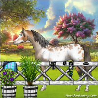 Horse Color:Gray Buckskin Roan Frame Appaloosa Rabicano 