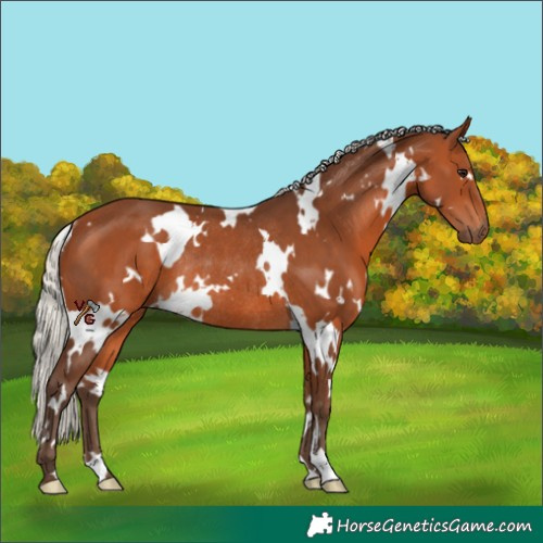 Horse Color:White Spotted Silver Bay Rabicano