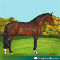 Horse Color:Brown Rabicano 